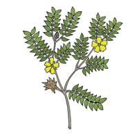 Tribulus terrestris