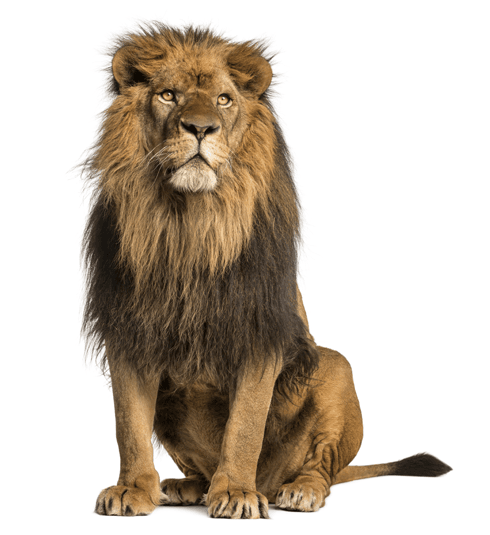 predatorus - lion